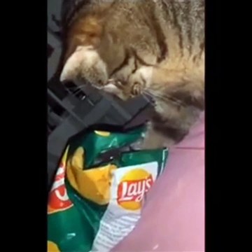 most Funniest Cats Dont try to hold back Laughter Funny Cats