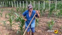 Aos 92 anos, agricultor de Cachoeira dos Índios impressiona ao esbanjar disposição e humor no plantio