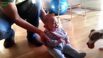 Babies Laughing Hysterically at Dogs Compilation - Funny Videos Hahaha