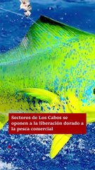 Se niegan en Los Cabos a liberación de pesca de Dorado.