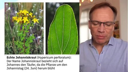 Johanniskraut Alles- was Du über das pflanzliche Antidepressivum wissen möchtest-_x264