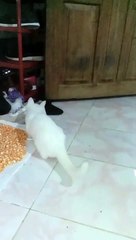 KUCING LUCU BERMAIN TALI SEPATU BIKIN GEMES