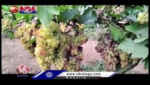 Public shows Interest To Buy Variety Organic Grapes _ Hyderabad _ V6 Teenmaar (1)