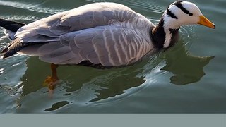 Beautiful Duck video |#Shorts vide o|Duck  video |Bird video