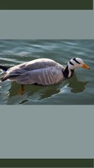 Beautiful Duck video |#Shorts vide o|Duck  video |Bird video