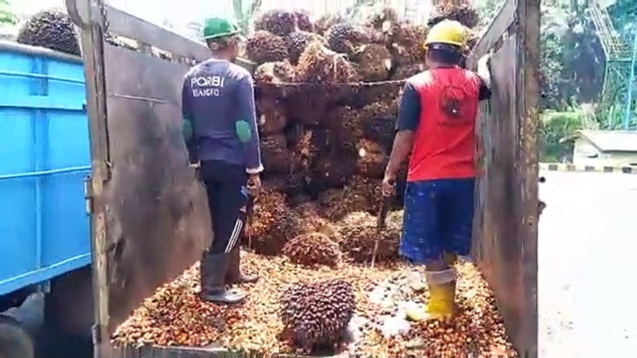 Bongkar sawit #6
