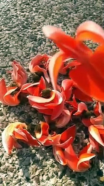 Make Ayurvedic colors at home this Holi #all frand