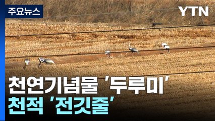 천연기념물 '두루미'의 천적...철원평야 '전깃줄' / YTN