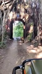 पर्यटकों को भायी रिद्धी की अठखेलियां