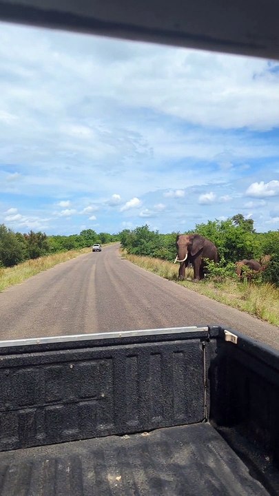 Herd of Elephants Crosses Road