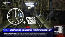 70h de travail par semaine pour moins de 700€ de salaire: deux éleveurs laitiers témoignent de leur quotidien