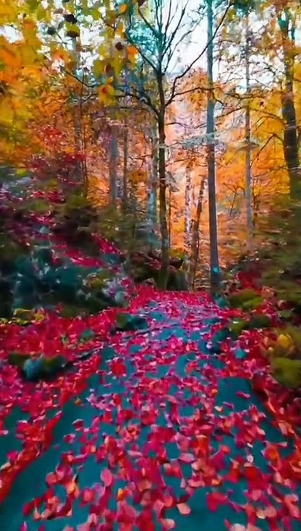 Colorful Forest