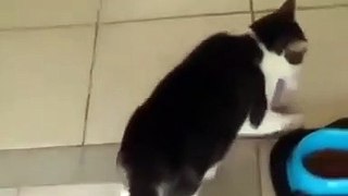 Oyuncağına mama yedirmeye çalışan kedi
