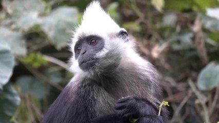 Nesli Tükenmekte Olan Ak Başlı Langur Nüfusu 1.400'e Yükseldi