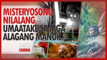 Misteryosong nilalang, umaatake sa alagang mga manok | Public Affairs Exclusives