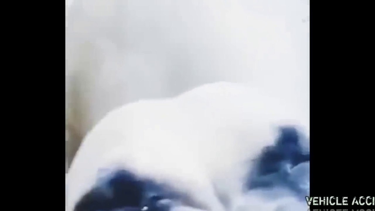 Funny video