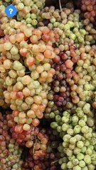Grapes Types in california | know This #shorts