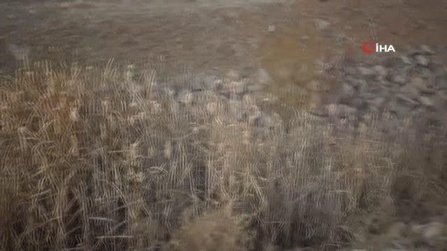 Çiftçilere sulama suyu konusunda uyarı: Sulu tarım yapacak olan çiftçilerimiz sulama birlik ve kooperatiflerinden bilgi almadan sulu tarım...