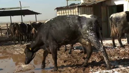 موجة من فيروس الحمى القلاعية في الأردن