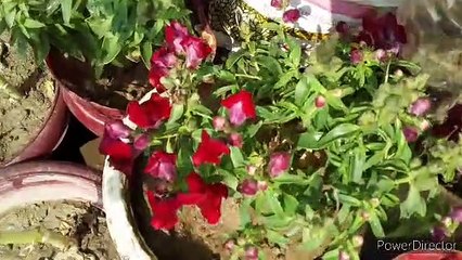 Sunday Overview Sunday Garden Update N_d_lovely_Garden Bableejha