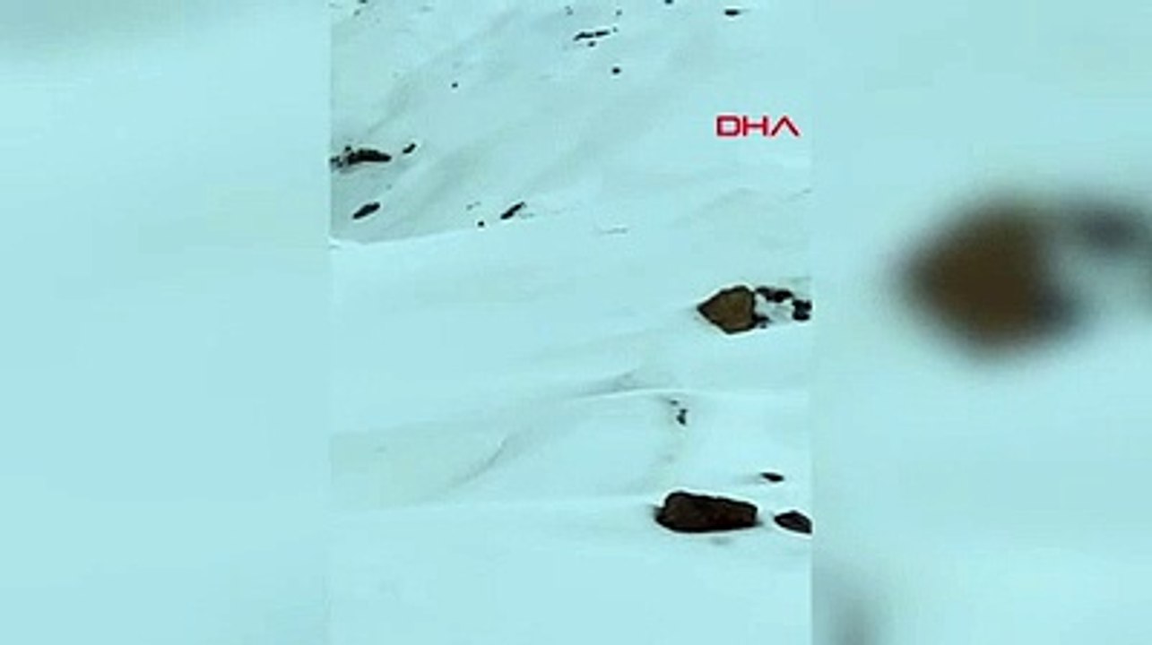 ''Ormanın hayaleti'' karla kaplı arazide görüntülendi