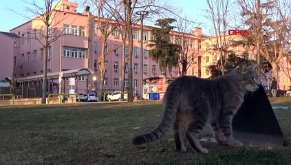 Eline kazmayı alıp kedilerin yuvasını parçaladı!