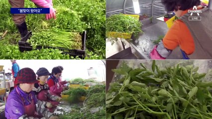 ‘제철’ 미나리, 매화 ‘활짝’…“봄맞이 왔어요”