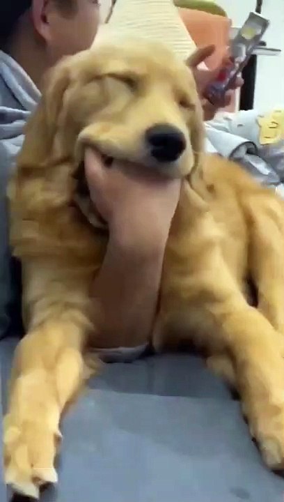 Ce chien a un doudou humain...