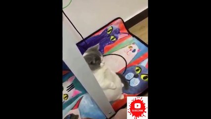 Dog and Cat Compilation Video ll Animal Funny Video ll