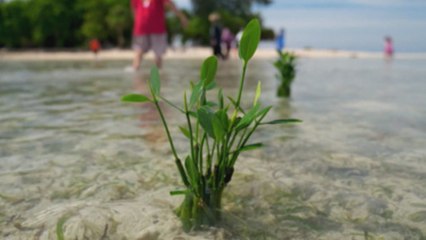 إندونيسيا: دعوة قضائية ضد ملوثي المناخ