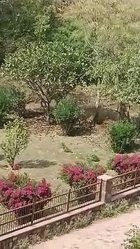 रणथम्भौर दुर्ग पर बाघिन की पीछा करते हुए पहुंचा बाघ