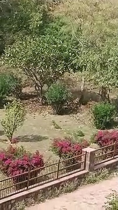 रणथम्भौर दुर्ग पर बाघिन की पीछा करते हुए पहुंचा बाघ