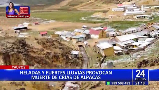 Yauyos: crías de alpacas mueren por heladas y lluvias
