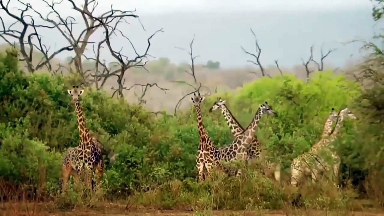 ワニ狩猟インパラ成功 - 爬虫類動物