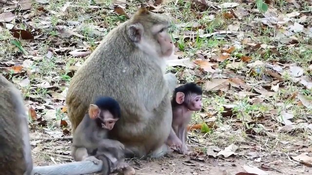デッドリバー！頑固なワニは何千もの野生のカバの領土で赤ちゃんカバを狩ります。