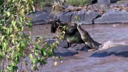 ワニが川を渡るときにヌウを攻撃する方法
