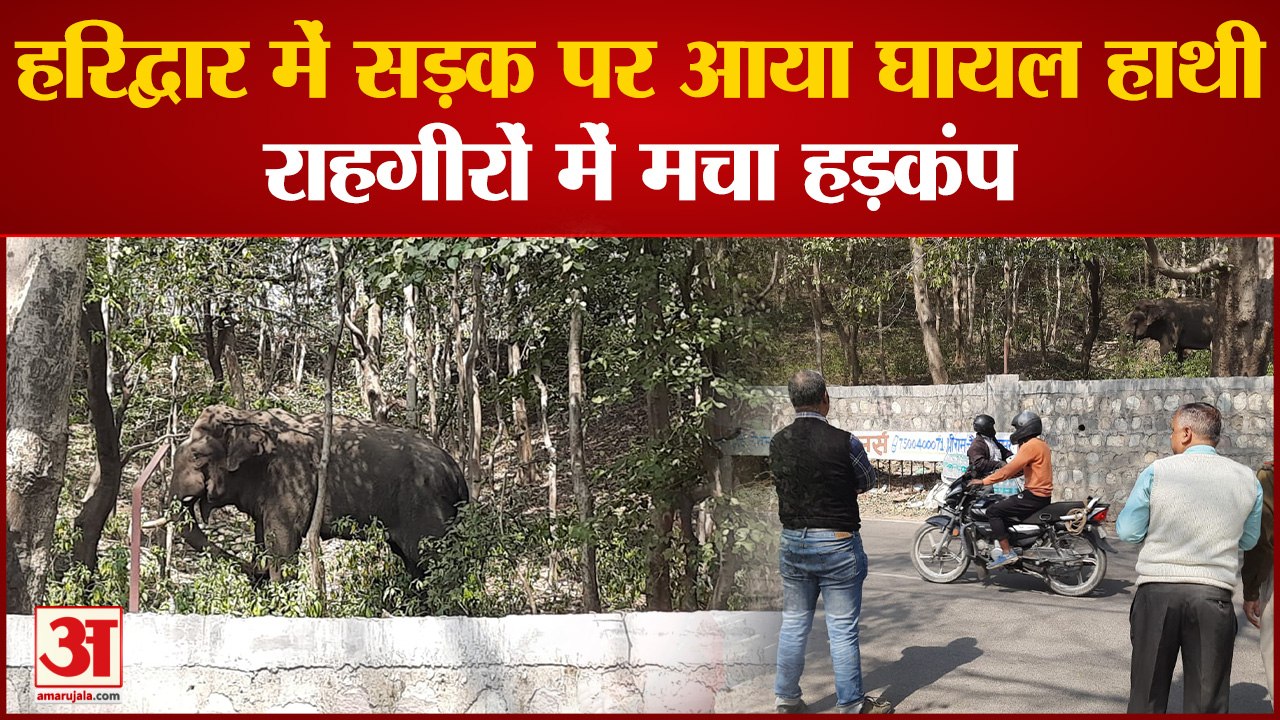 Haridwar में सड़क पर आया घायल हाथी, राहगीरों में मचा हड़कंप