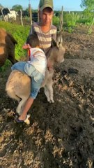 Little Boy Falls Off of a Donkey