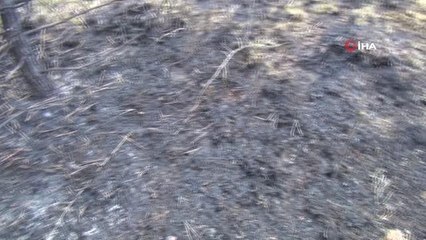 Kastamonu'da orman yangını söndürüldü, yüzlerce ağaç küle döndü