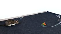 Cat Plays with Feather Toy