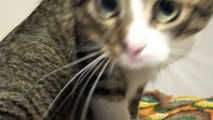 Cat with Large Pupils Stretches and Jumps off the Table