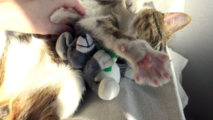 Funny Cat Gets a Nose Boop and Wakes up