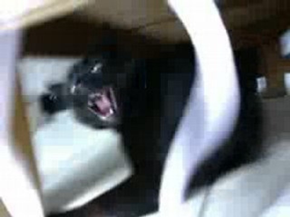 salem attaque