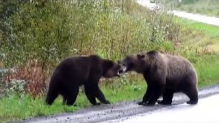 Bear fighting scene animals video