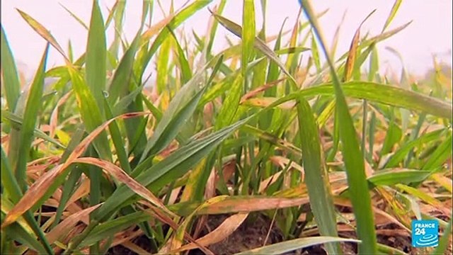 Cultivos en Francia son los más afectados por la falta de lluvias