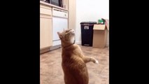 Cat Reaction to Playing Balloon - Funny Cat Balloon Reaction Compilation