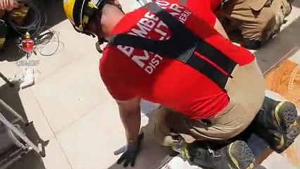 Filhote de gato é salvo com respiração boca a boca após ser resgatado de tubulação