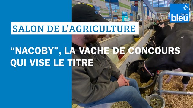 La Dordogne au Salon de l'agriculture : aux concours bovins, Nacoby de Miallet dans les starting-blocks