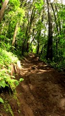 A Dirt Bike Tumble in the Jungle