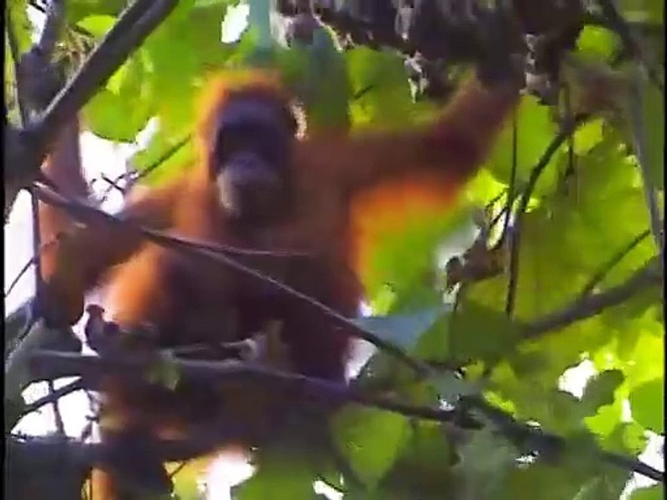 The Crocodile Hunter - Ep34 HD Watch